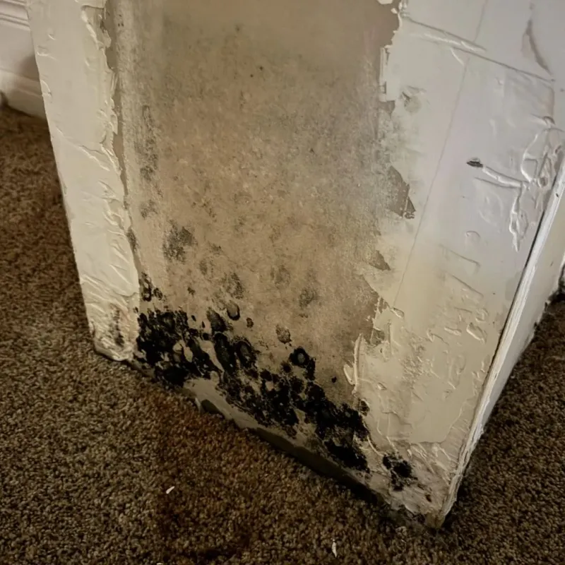 Professional Mold Removal in El Monte, CA